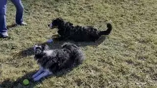 Bernese Mountain Dog plays ball similar to a cat #bernesemountaindog  #dog #犬  #개 #狗 #perros