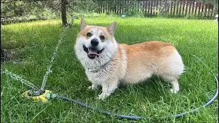 Корги отряхивается от воды !!!
