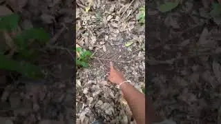 Check the jungle fowl trap