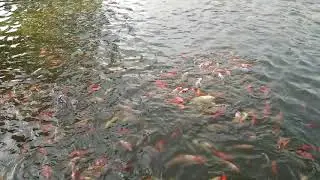tumbuh besar dan berkualitas
