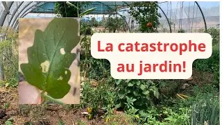 6 fléaux du jardinier et les solutions