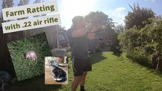RATTING with .22 AIR RIFLE on farm.