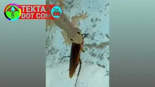 कॉकरोच का ज़बरदस्त शिकार. chhipkali #chhipkali #cockroach #girgit गिरगिट #tektardotcom #kidsvideo