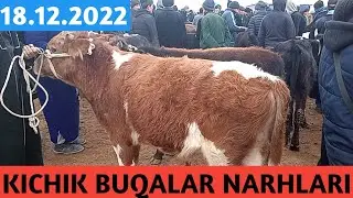 KICHIK BUQALAR NARHLARI SURXONDARYO VILOYATI QIZIRIQ JAHON MOL BOZORI 