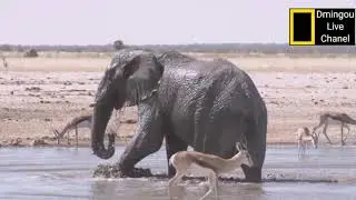 Wildlife in the African savannah is a world of wildlife