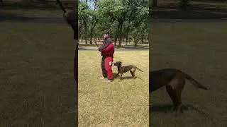 K9 Nikki being sent to bite #k9protection #workingk9 #grooming