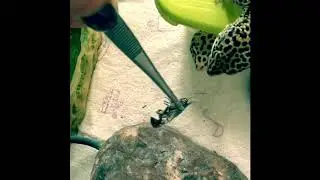 Драконы на охоте.