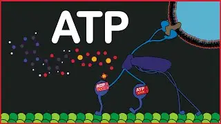 ATP Molecule