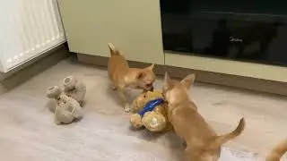 Щенки чихуахуа 🐶