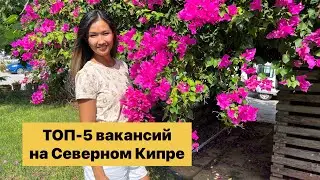 Работа на Северном Кипре | Куда устроиться на работу после переезда?