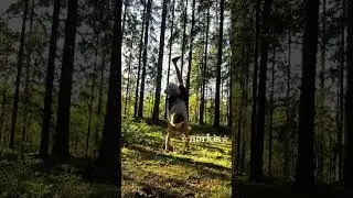 #therian