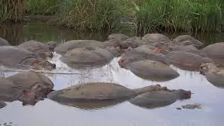 lion watching hippo pool