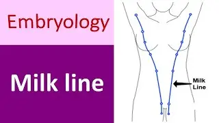 Milk line or mammary line or ridge