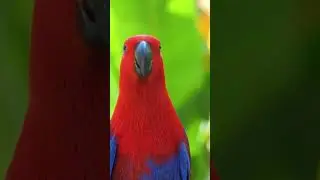 Very Beautiful Parrot Looking for Friends 