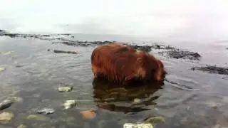 Max in Langballigau am Strand