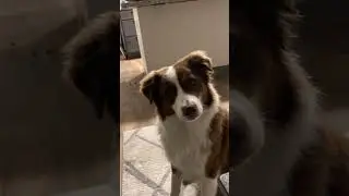 MURPH THINKS HE IS SUBTLE. #puppy #dog #viral #trending #trendingshorts #comedy #funny #reaction