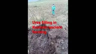 How people fill urea in farms for harvesting #mrsms1