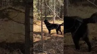 Тузик Сусанин.С ним не заблудишься🙂