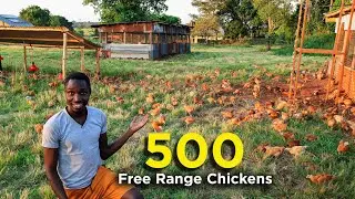 Free Ranging 500 Chickens! - First Day Outside!