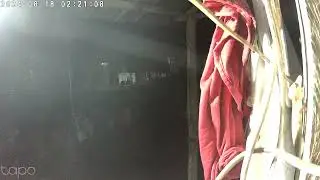lizard catch by Tapo Camera