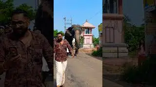 തൃക്കടവൂർ ശിവരാജു ഈരയിൽ കൂട്ടുമ്മേൽ മഹാഭദ്രകാളി ക്ഷേത്രത്തിലെ ആറാട്ടിനു വന്നപ്പോൾ #kerala #elephant