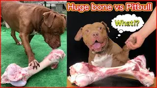 ASMR Pitbull Eating Big Bone