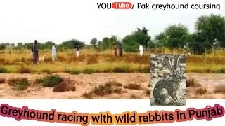 New dog vs rabbit race \ galgos y liebres \ Greyhound and hare race in pakistan