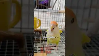 Maybe this time by Banana Birdie 🎤🦜 #maybethistimedancechallenge #lovebirds #cutebirds #birds