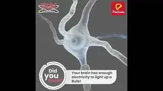 Interesting Fact About The Brain | Science Be Crazy