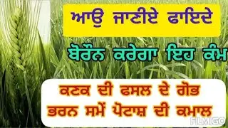 ਕਣਕ ਨੂੰ ਗੋਭ ਸਮੇਂ ਕੋਈ ਧੱਕਾ ਨਾ ਲੱਗੇ, ਜਰੂਰੀ ਹਨ ਇਹ ਤੱਤ | Wheat crop spray of 13 0 45 and boron