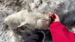 VLOG: Прогулка с цвергшнауцером/ Walking with a miniature schnauzer