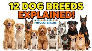 Every Popular Dog Breed Explained | 12 Most Famous Dogs in the World