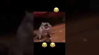 Бой Мышей 🐁