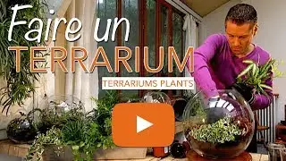 Faire un terrarium verre-Terrariums plants