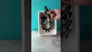 засушенные бабочки для фотосессий