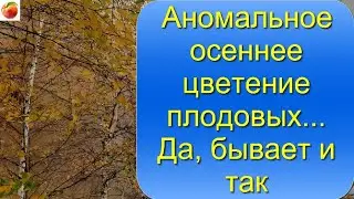 Аномальное осеннее  цветение плодовых   что можно сделать