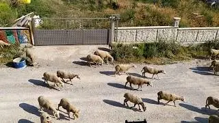 Koyunlar Yayilimda koyun çanı sesi