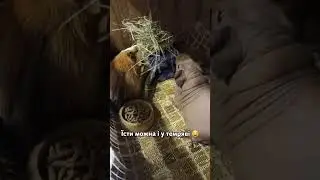 КОЛИ НЕМА СВІТЛА... 😤 #морськісвинки #свинкишоу #домашніулюбленці