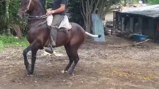 VIDEO2 - S.XX - P4