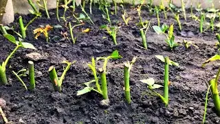Черенкование роз летом. Продолжение. Прошёл месяц.