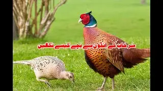 Pheasant Eggs, Breading Procedure, سرخاب کے انڈے مرغی سے نکلوانے کا طریقہ کار
