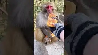 Арахамия:Начало