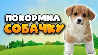 Покормил Собачку
