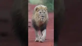 Majestic Walk of a Lion