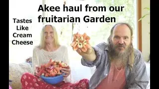 The akee are in season!!