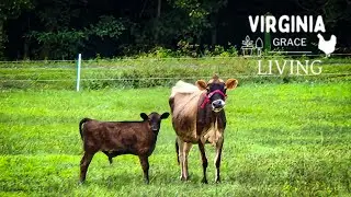 Dairy Cows and Cover Crops
