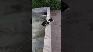 SHIBA runs into water! So cute!🐕🐶