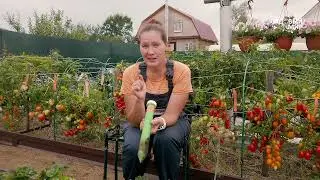 Чистон 3 Антикрот. Грядки под мульчей из соломы. Мышей и кротов не будет