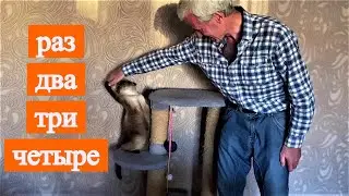Разминка кота  перед прогулкой.