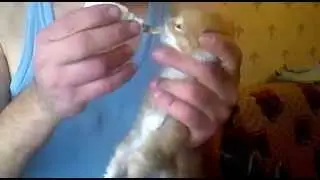 КОРМЛЮ КОТЕНКА 10 ДНЕЙ ОТ РОДУ ПРИКОЛ